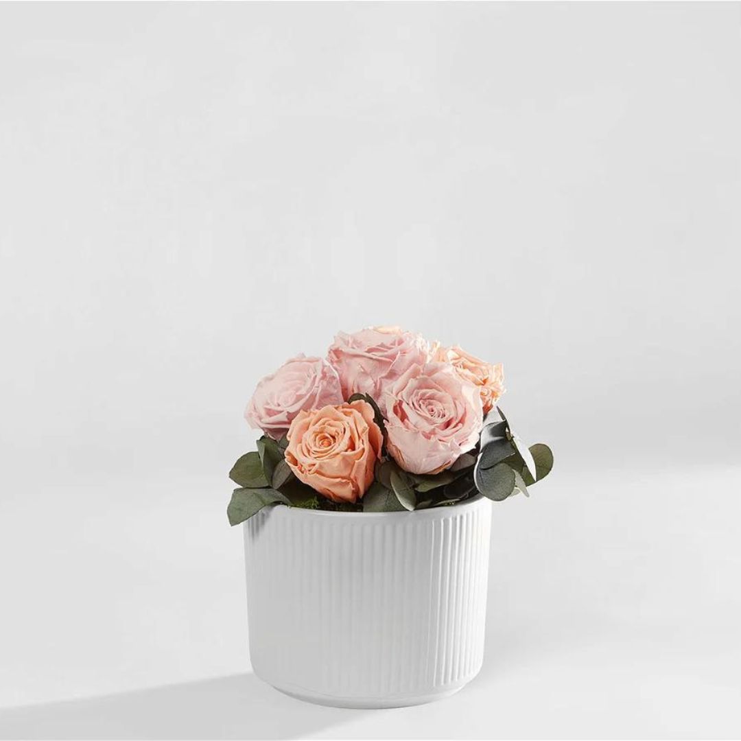 Hellrosanes Rosengesteck mit stabilisierten Rosen in weissem Topf vor weissem Hintergrund. 2-3 Jahre haltbares Geschenk bei SayFlowers kaufen.